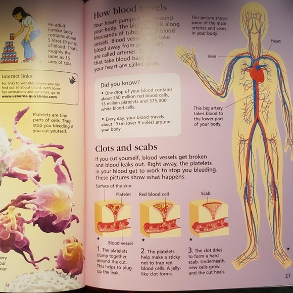 First Encyclopedia of the Human Body Book - Picture 5 of 5
